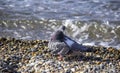 A pigeon sits on a pebble beach by the sea. The bird cleans its plumage