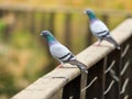 Pigeon sits on the railing of the bridge on the shore of Lake Hula in Israel