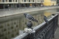 Pigeon sits on river fence. Pigeon on river embankment. Bird in City