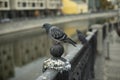 Pigeon sits on river fence. Pigeon on river embankment. Bird in City