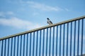 Pigeon sits on rusty fence against blue sky