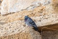 A pigeon sits on a stone of the remains of the Roman aqueduct in Caesarea, in northern Israel