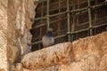 Pigeon sits on window ledge of sounthern wall of Temple Mount in Jerusalem Royalty Free Stock Photo