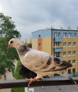 Pigeon 2