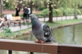 Pigeon sitting at the balcony