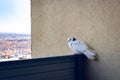 A sleepy pigeon is sitting on the railing, hunched over and spreading its feathers. Royalty Free Stock Photo