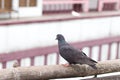 pigeon sitting in a bamboo stock photo. Royalty Free Stock Photo