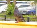 A pigeon sitting on bench back