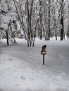 A pigeon is sitting on a bird feeder covered with snow Royalty Free Stock Photo