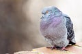 Pigeon posing on bricks border Royalty Free Stock Photo