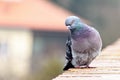 Pigeon posing on bricks border Royalty Free Stock Photo