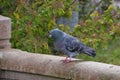 Pigeon Sitting On A Bridge Royalty Free Stock Photo