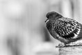 Pigeon sitting on a building`s ledge.