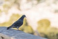 Pigeon sitting in city park in spring closeup Royalty Free Stock Photo