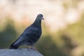 Pigeon sitting in city park in spring closeup Royalty Free Stock Photo