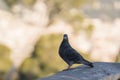 Pigeon sitting in city park in spring closeup Royalty Free Stock Photo