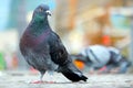 Rock pigeon sitting on the cobblestone pavement in front of blurry buildings in berlin