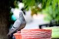 Pigeon sitting on the edge of a pot