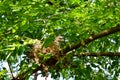 Pigeon sitting on eggs in his nest from tree Royalty Free Stock Photo