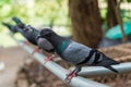 Pigeon sitting on a fence.