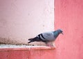 Pigeon sitting on flat surface