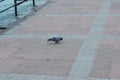 Pigeon sitting on the floor, pigeon on the floor near ganga river in haridwar india