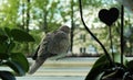 Pigeon sitting behind a window. Royalty Free Stock Photo