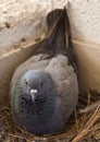 Pigeon sitting on grass, laying eggs