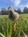 A pigeon sitting in the grass looking for food