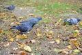 A pigeon sitting on the grass. the peace bird. A dove in the grass Royalty Free Stock Photo