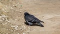 Pigeon sitting on the ground in the park Royalty Free Stock Photo