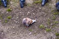 Pigeon sitting on the ground