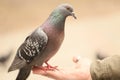 A pigeon sitting on a hand and waiting for food