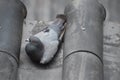 Pigeon Sitting On A Japanese Castle Roof Tile Royalty Free Stock Photo