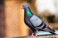 Pigeon on a ledge poses