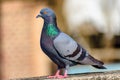 Pigeon sitting on a ledge of my terrace