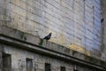 Pigeon sitting on ledge at a weathered concrete building