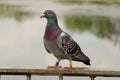 A pigeon sitting on a metal railing Royalty Free Stock Photo