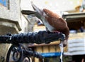 A pigeon sitting on a metal stand of the fountain is drinking water