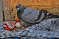 Pigeon Brooding on Egg. The pigeon is sitting on a nest in a seemingly urban environment, possibly a building or a balcony Royalty Free Stock Photo