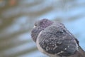 Wildlife birds. A pigeon puffed up against the cold