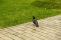 A pigeon sitting outside waiting for food during the summer day