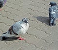 Pigeon sitting on a paved path in the city Park Royalty Free Stock Photo