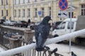 Pigeon sitting on the railing of a bridge in a winter city Royalty Free Stock Photo