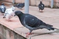 Pigeon sitting on the railing near the store