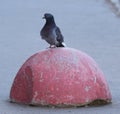 Pigeon is sitting on a red concrete hemisphere