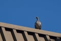Pigeon sitting on the roof, summer blue sky