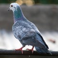 Pigeon sitting Royalty Free Stock Photo