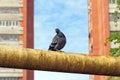 The pigeon is sitting on the rusty pipe in yellow