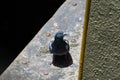 A pigeon sitting on the rusty surface